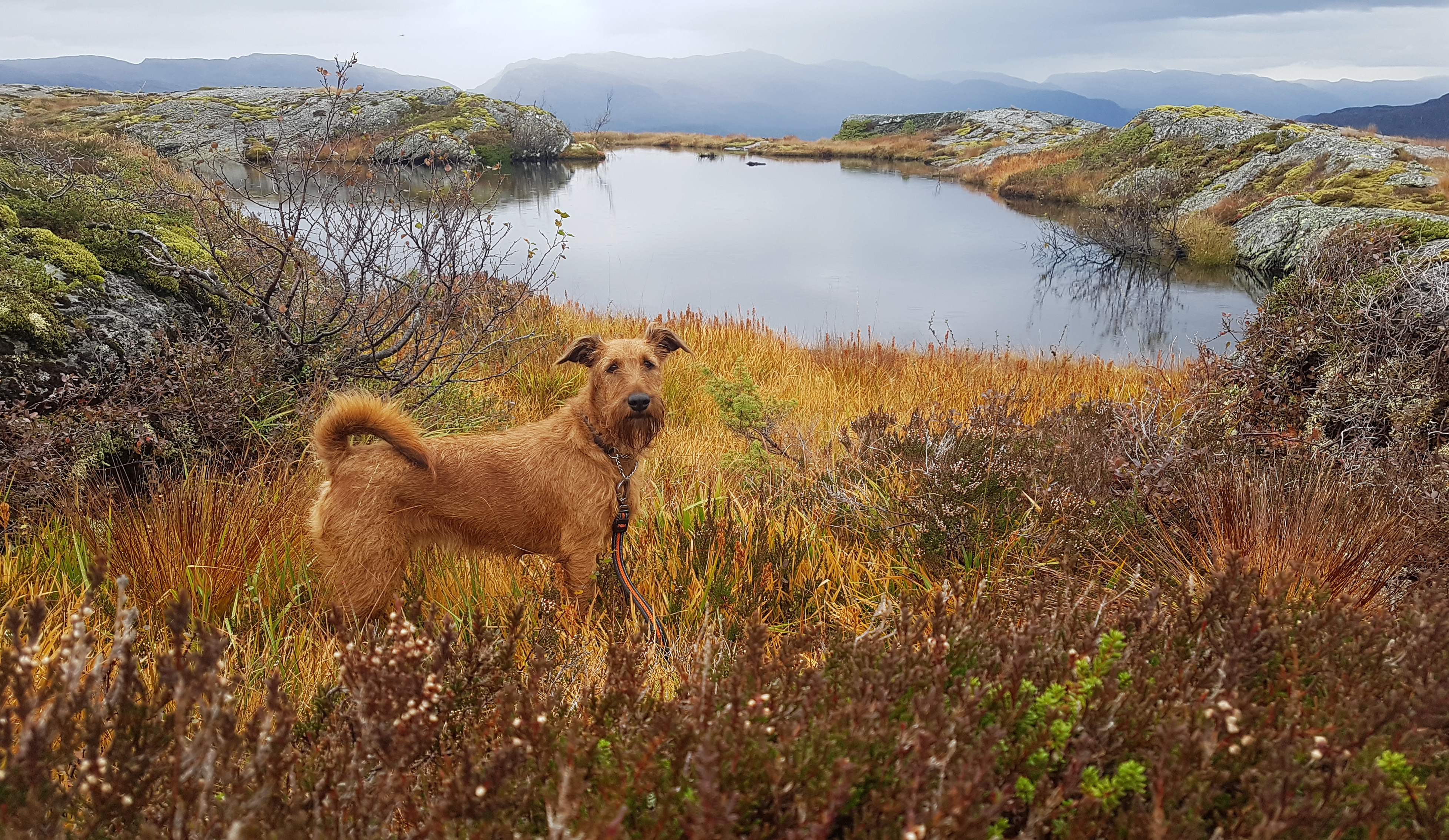 høstfarger-hund på fjellet